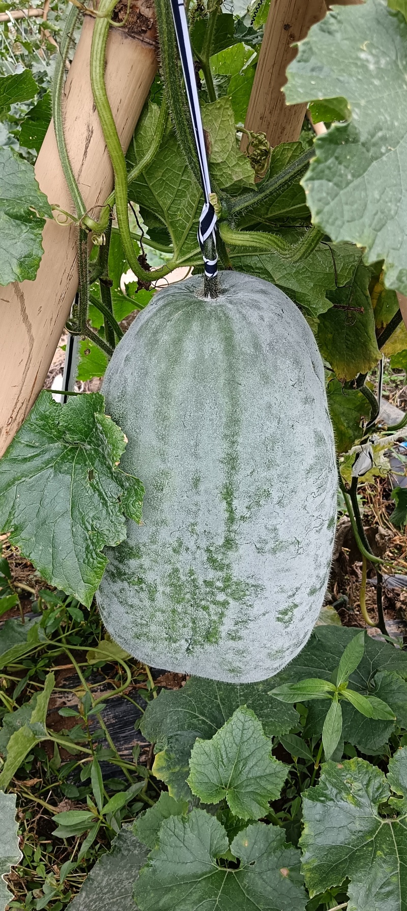 冬瓜成熟待卖