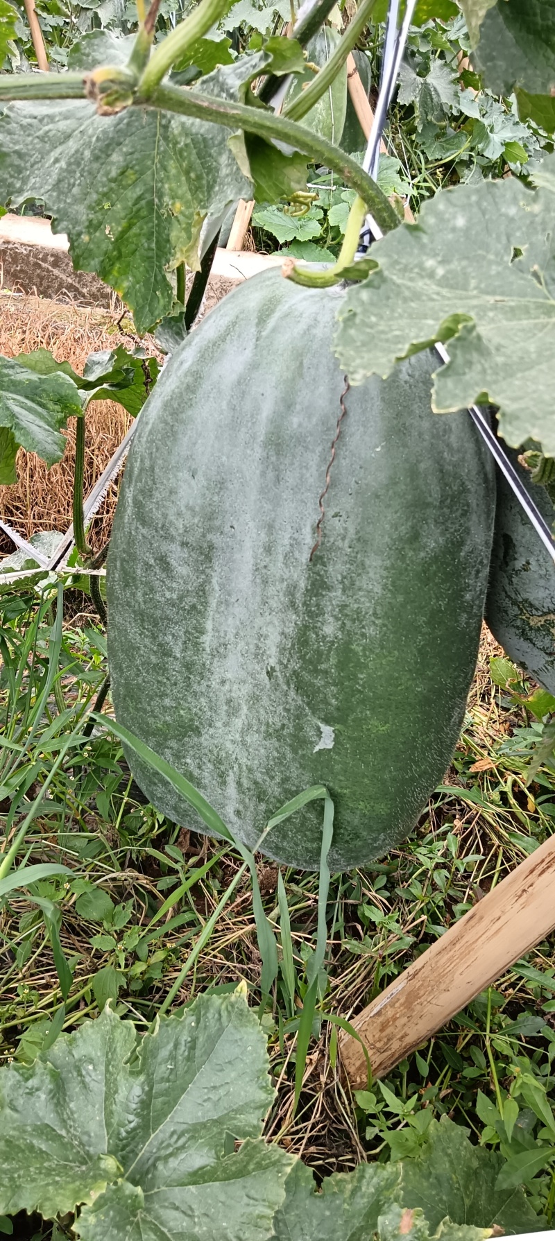 冬瓜成熟待卖