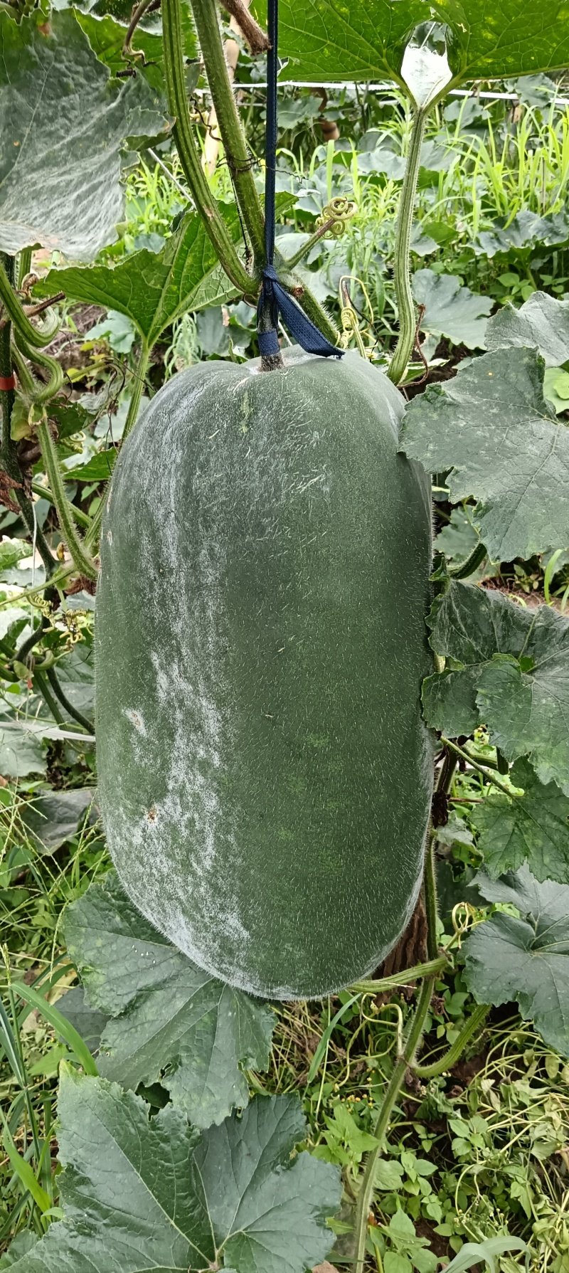 冬瓜成熟待卖