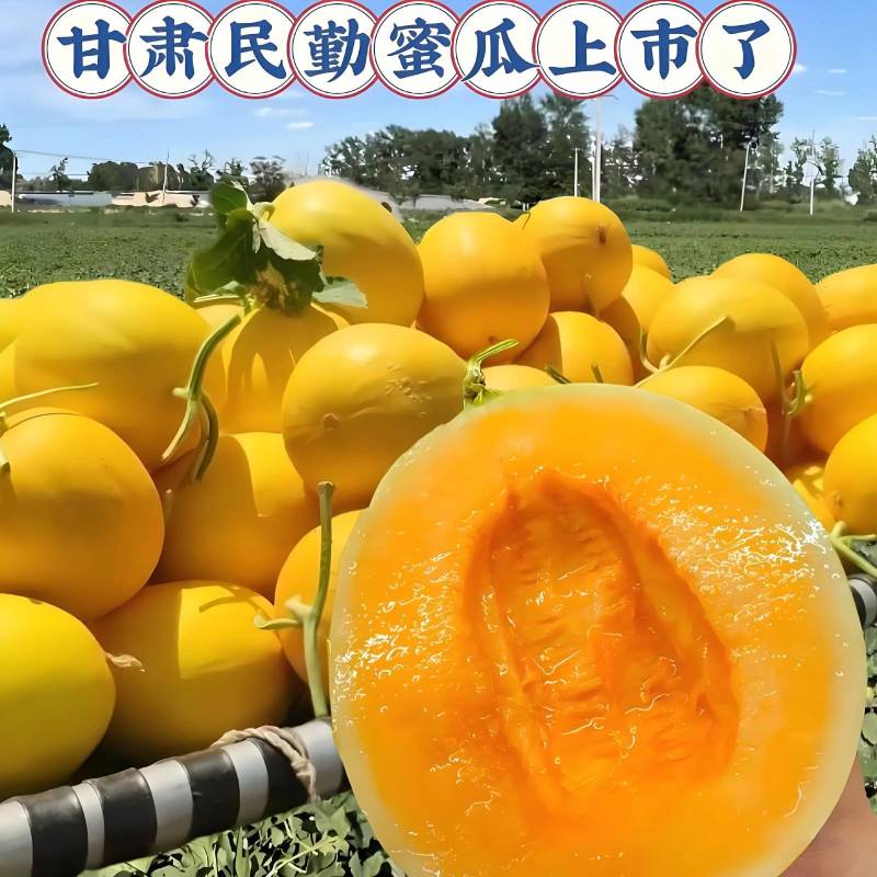 甘肃民勤蜜瓜9斤到10代发价14.5，包售后产地直发