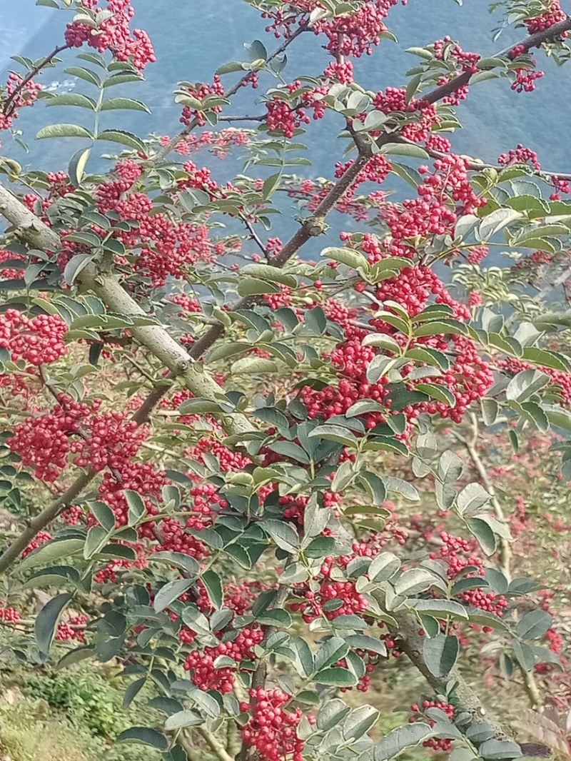 四川大红花炮花椒很浓很香的花椒有几十万斤保证质量放全心要