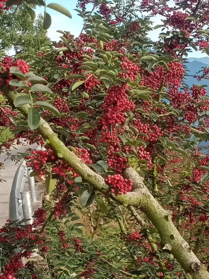 四川大红花炮花椒很浓很香的花椒有几十万斤保证质量放全心要