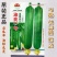 油亮肉丝瓜种子坐果率高果型顺直耐热春秋播种丝瓜种籽杂交种