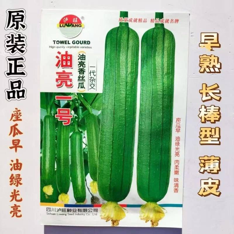 油亮肉丝瓜种子坐果率高果型顺直耐热春秋播种丝瓜种籽杂交种