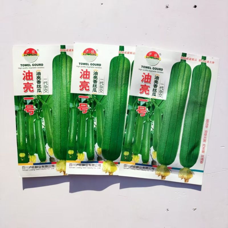 油亮肉丝瓜种子坐果率高果型顺直耐热春秋播种丝瓜种籽杂交种