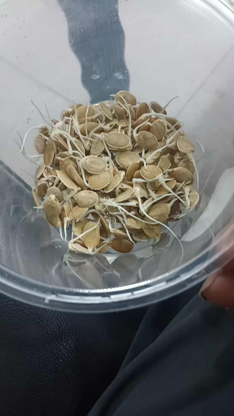 油亮肉丝瓜种子坐果率高果型顺直耐热春秋播种丝瓜种籽杂交种