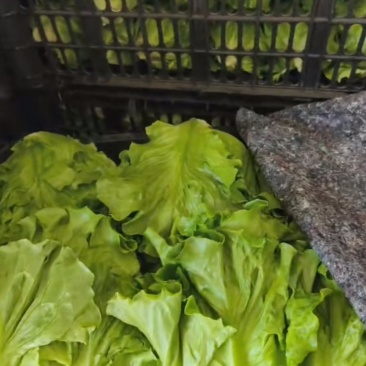 生菜，快菜，上海青