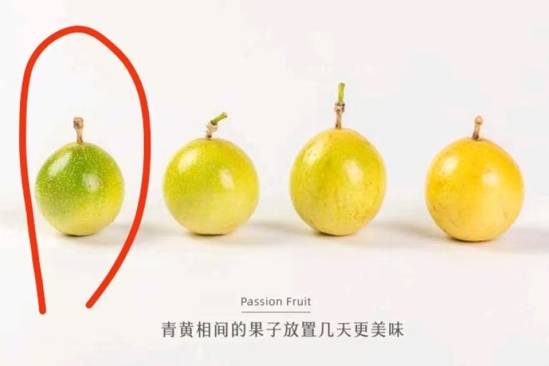 广西钦密9号百香果，已经开始上市了