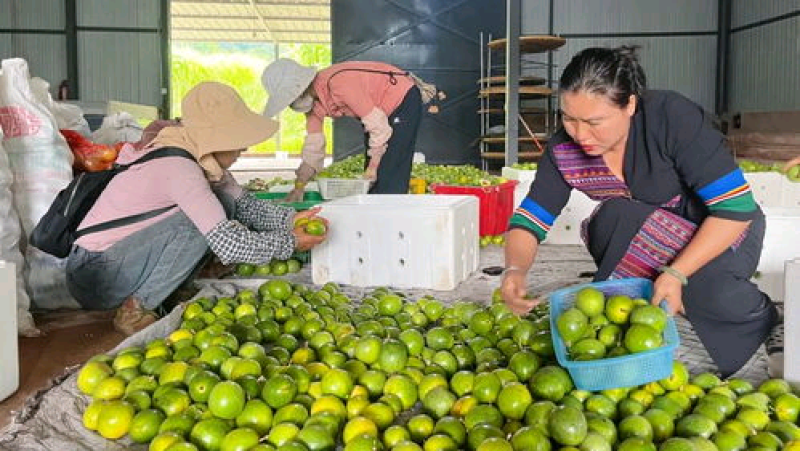 广西钦密9号百香果，已经开始上市了