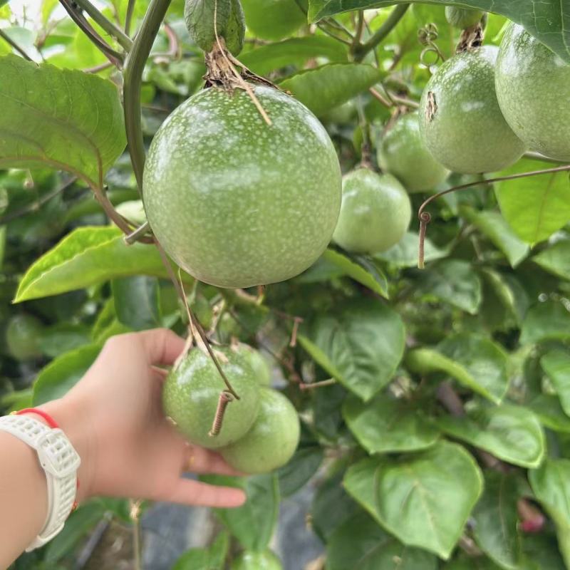 广西钦密9号百香果，已经开始上市了