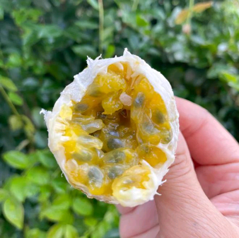 广西钦密9号百香果，已经开始上市了