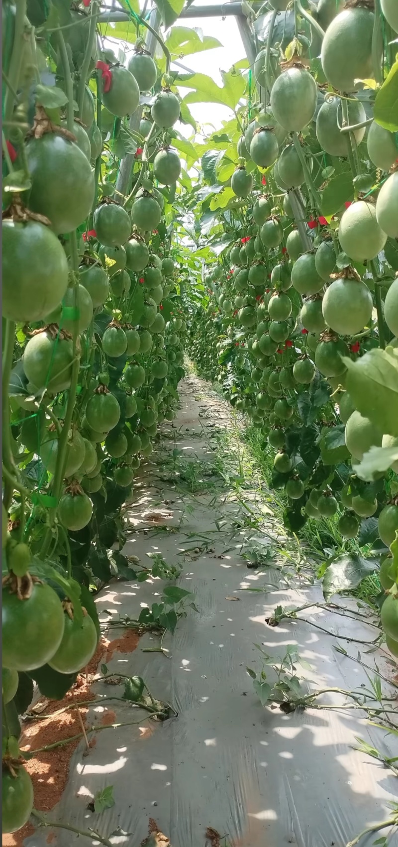 广西钦密9号百香果，已经开始上市了