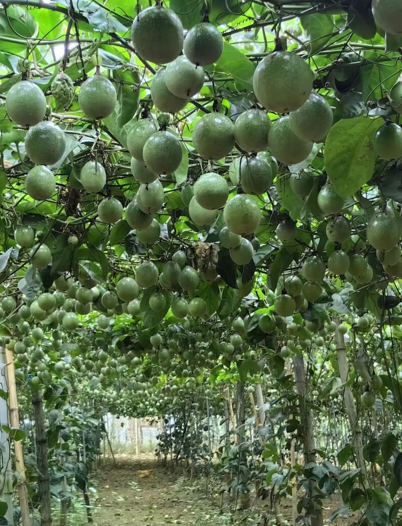广西钦密9号百香果，已经开始上市了