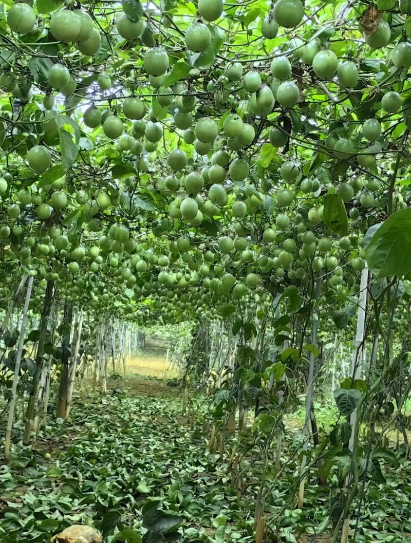 广西钦密9号百香果，已经开始上市了
