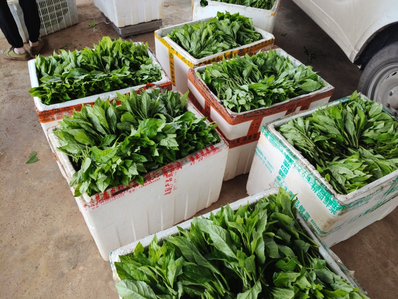 富贵菜，长寿菜