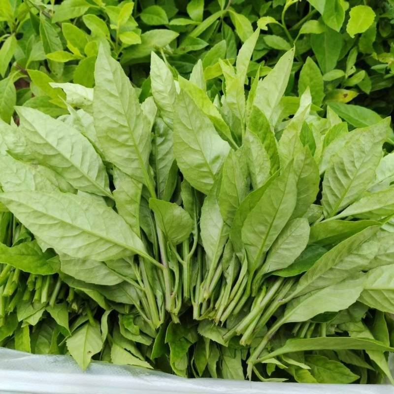 富贵菜，长寿菜