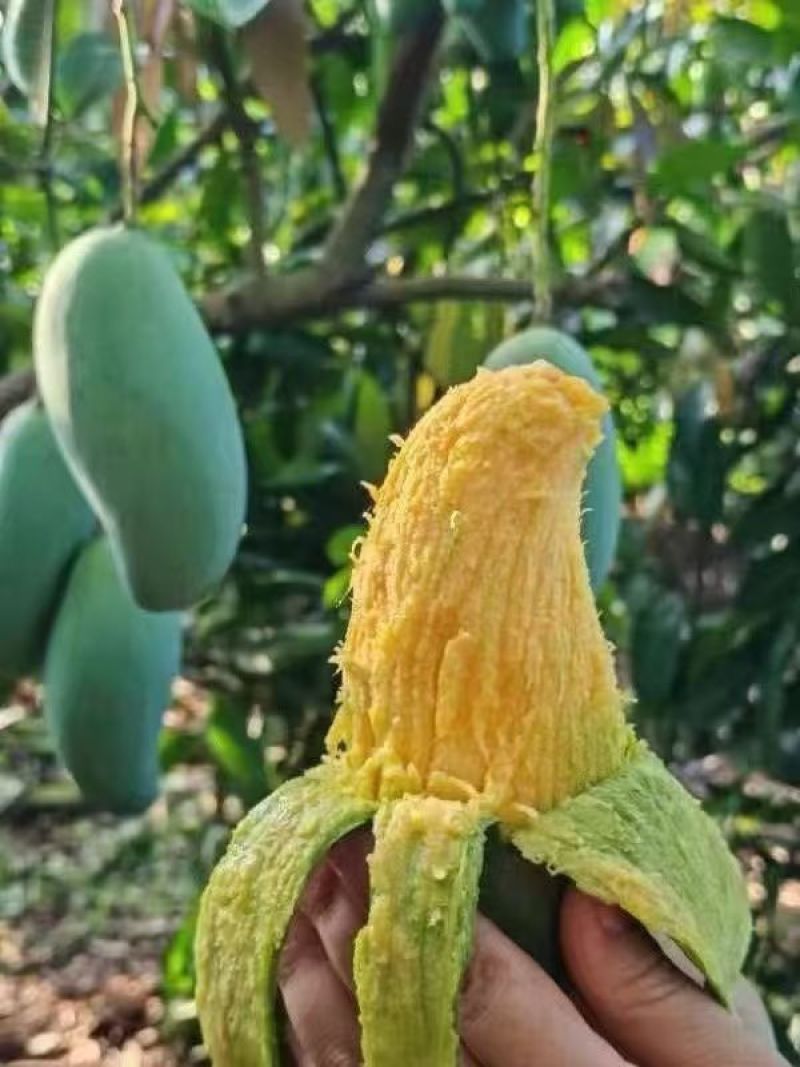 桂七芒