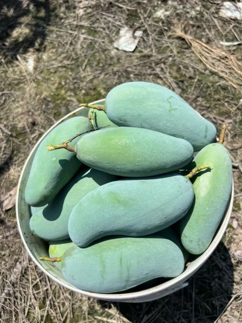 桂七芒