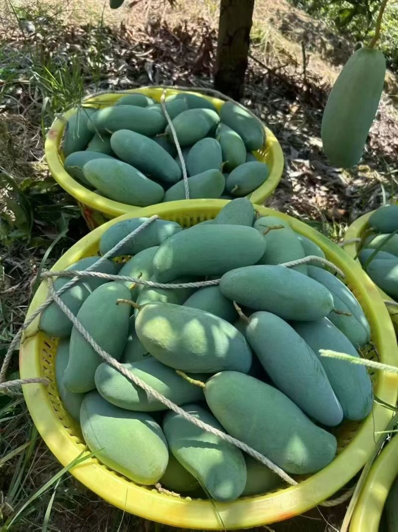 桂七芒