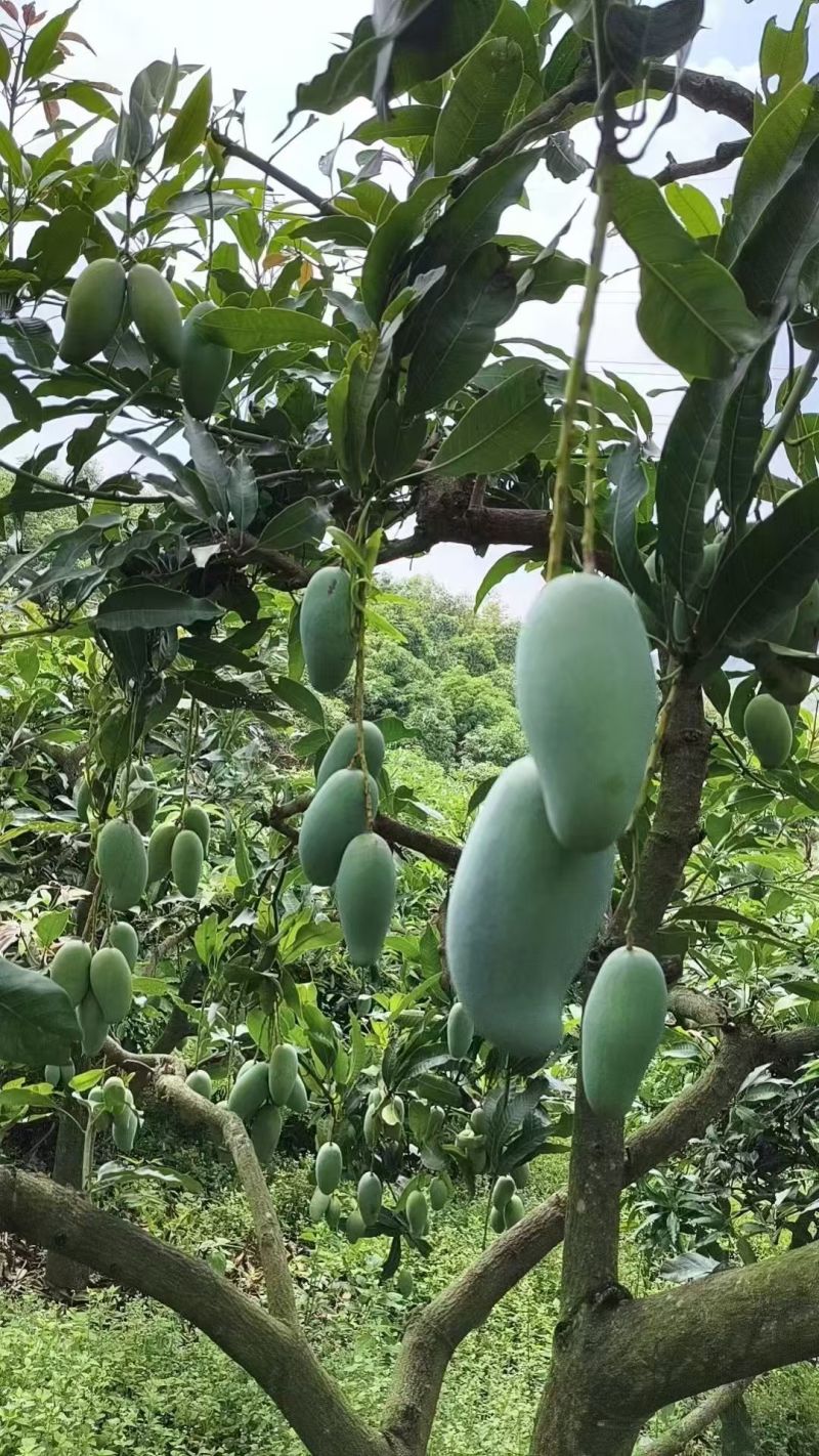 桂七芒