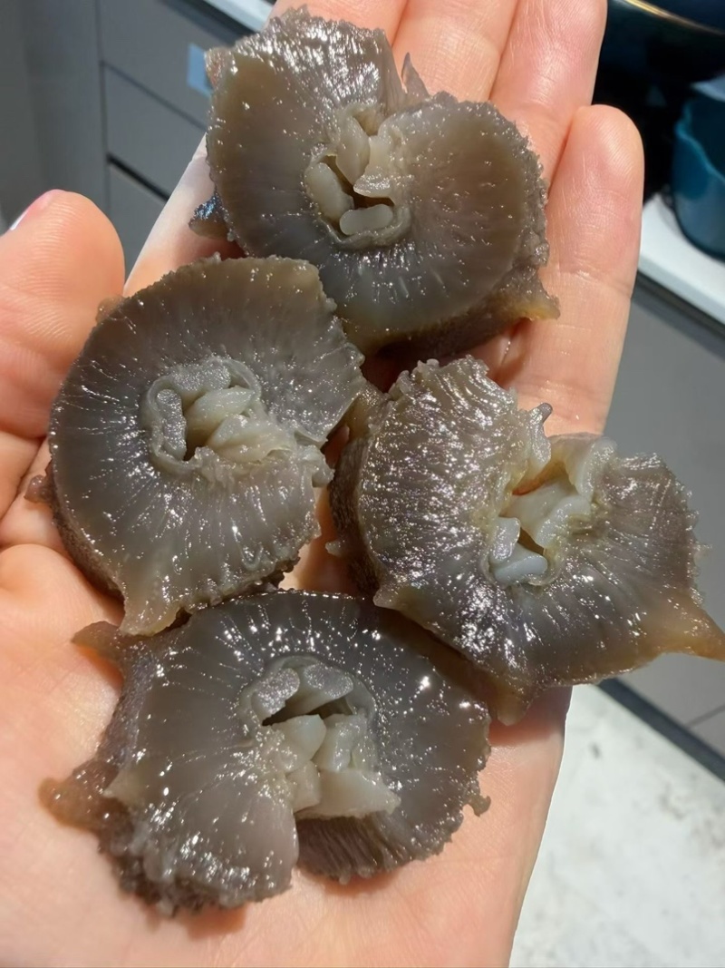 大连莱参岛鲜食辽参即吃辽参鲜食海参肉质Q弹海参味浓有韧性