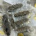 大连莱参岛鲜食辽参即吃辽参鲜食海参肉质Q弹海参味浓有韧性