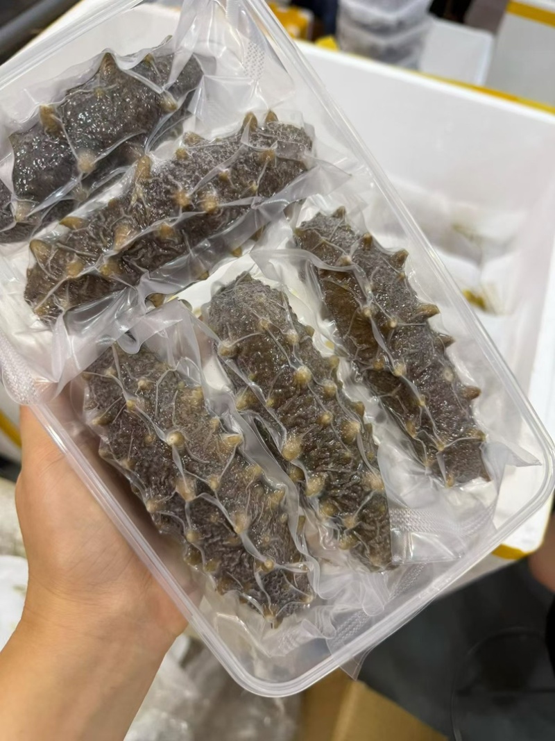 大连莱参岛鲜食辽参即吃辽参鲜食海参肉质Q弹海参味浓有韧性