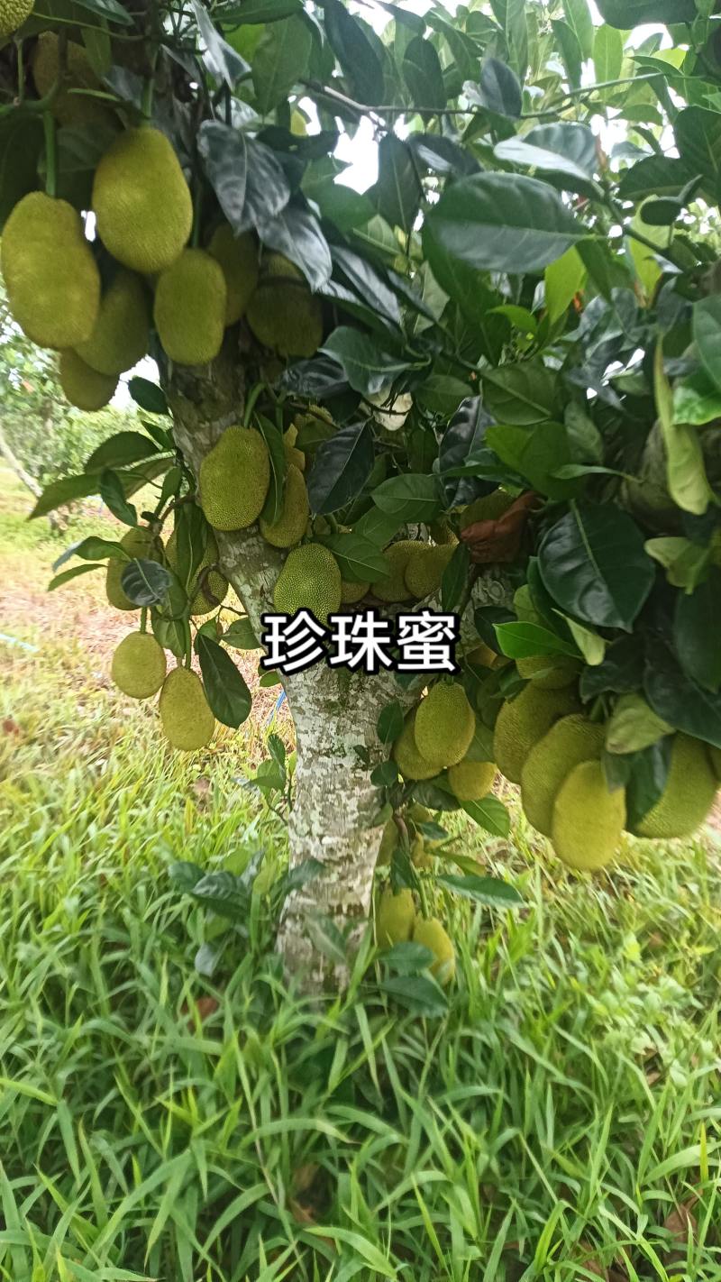 榴莲蜜，小叶黄，大丁红，珍珠榴莲蜜