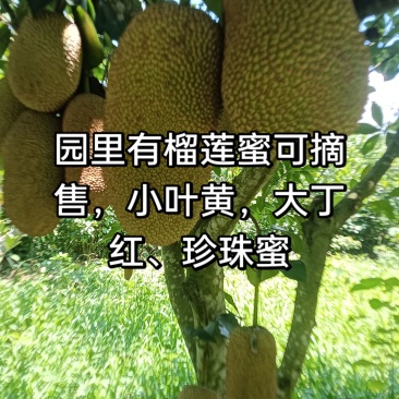 榴莲蜜，小叶黄，大丁红，珍珠榴莲蜜