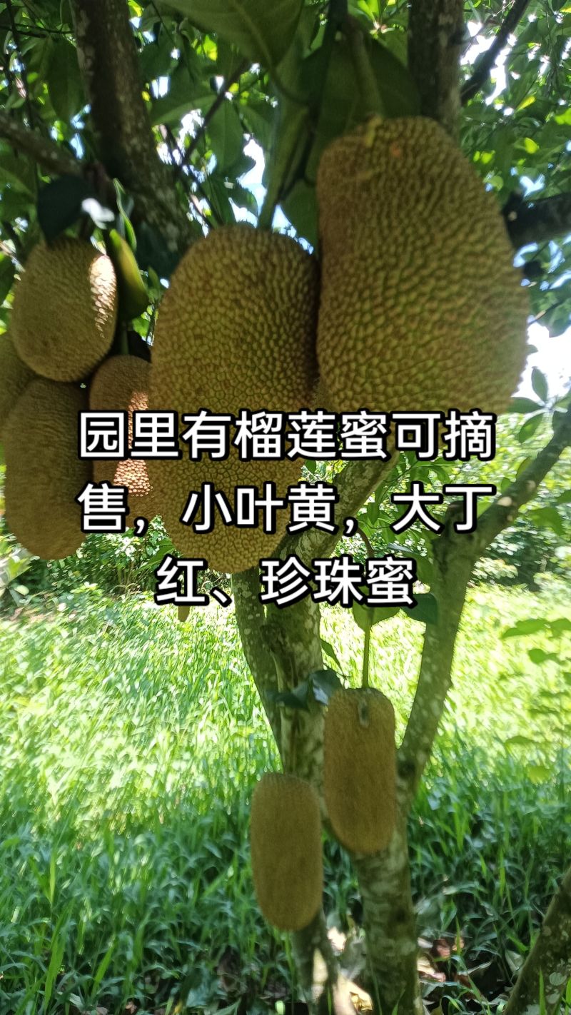 榴莲蜜，小叶黄，大丁红，珍珠榴莲蜜