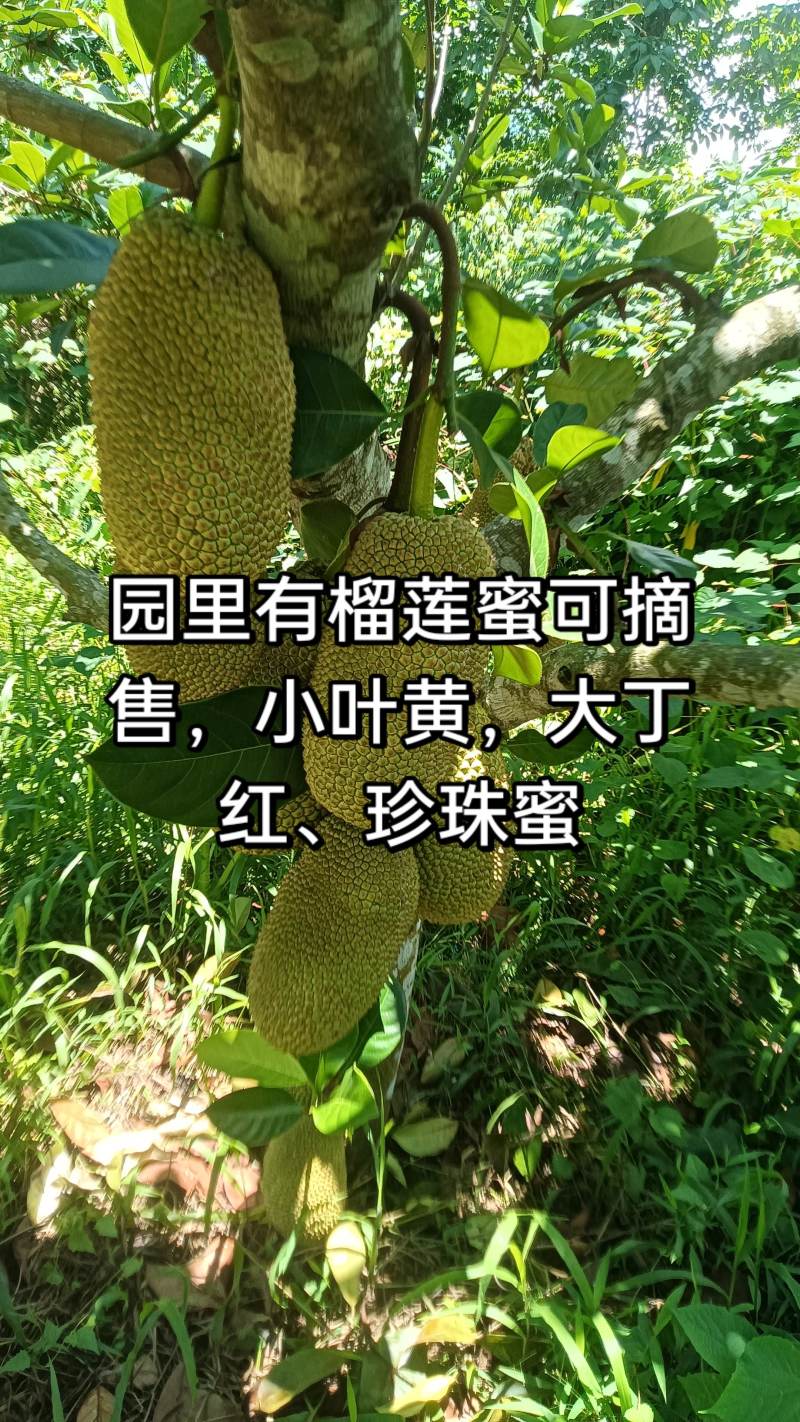 榴莲蜜，小叶黄，大丁红，珍珠榴莲蜜