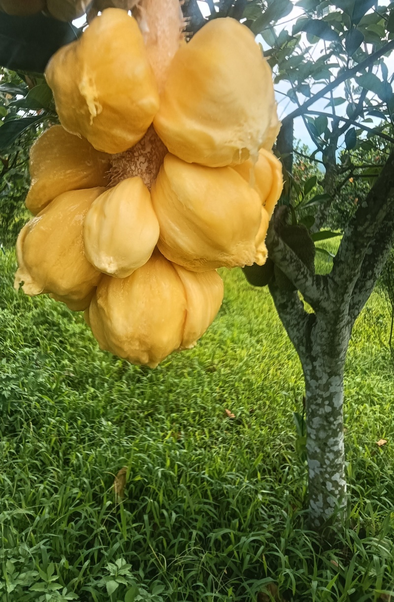 榴莲蜜，小叶黄，大丁红，珍珠榴莲蜜