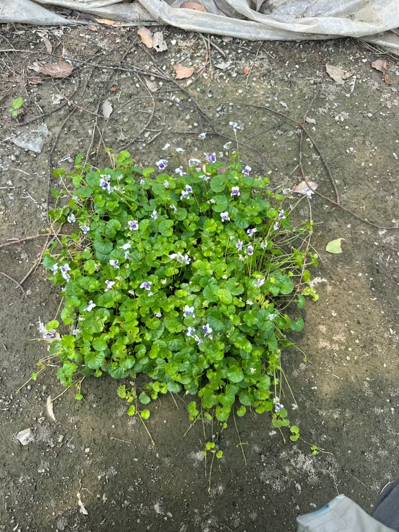 观花地被植物熊猫堇，120杯、1加仑、方盘35x35cm