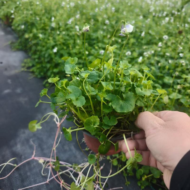 观花地被植物熊猫堇，120杯、1加仑、方盘35x35cm