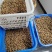 草豆蔻