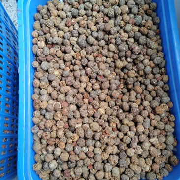 草豆蔻