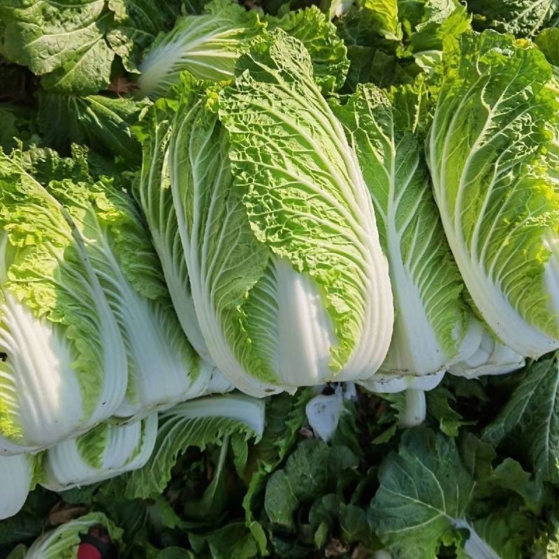 小义和秋山东胶州杂交抗病大白菜种子叠抱短圆筒形包心紧秋播