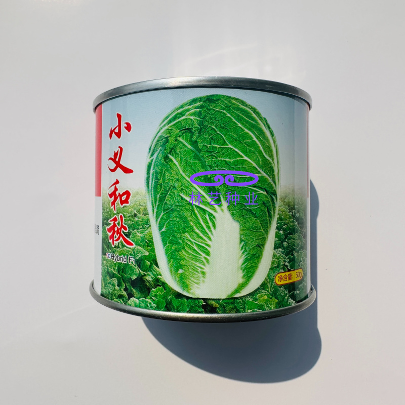 小义和秋山东胶州杂交抗病大白菜种子叠抱短圆筒形包心紧秋播