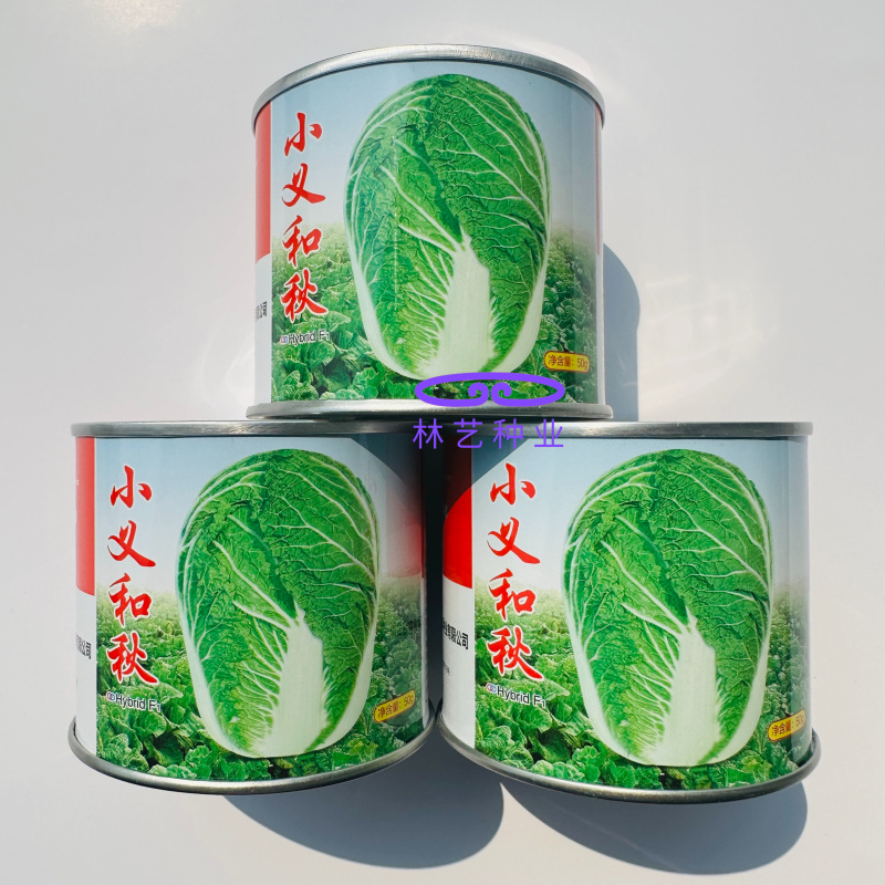 小义和秋山东胶州杂交抗病大白菜种子叠抱短圆筒形包心紧秋播