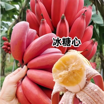 红蕉