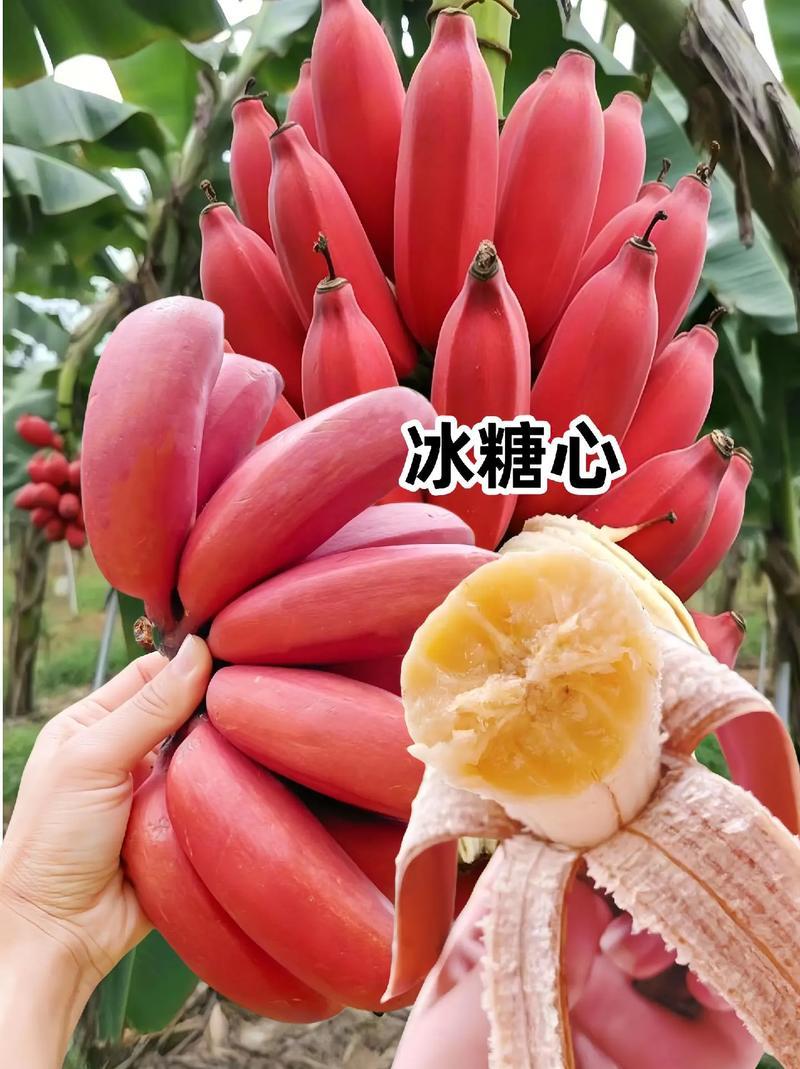 红蕉