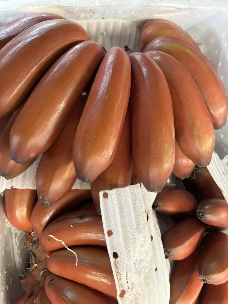 红蕉