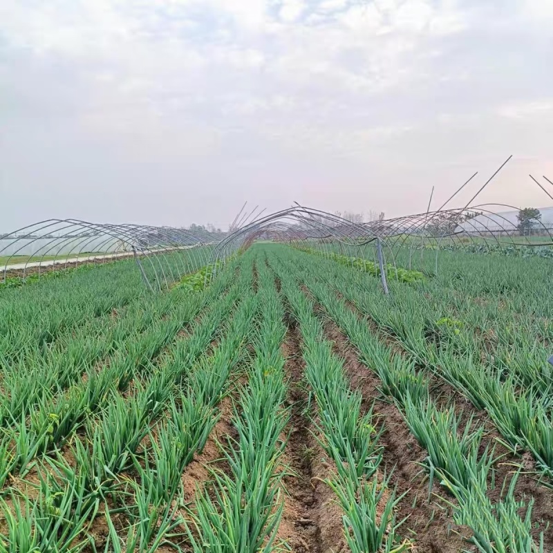安徽分葱大棚种植货量充足可零售可批发，欢迎老板电话订货