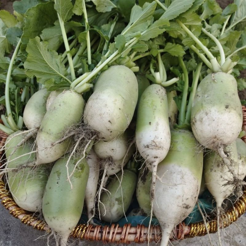 甜脆791青萝卜种子农田菜园阳台种植蔬菜甜脆水果萝卜种