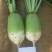 甜脆791青萝卜种子农田菜园阳台种植蔬菜甜脆水果萝卜种