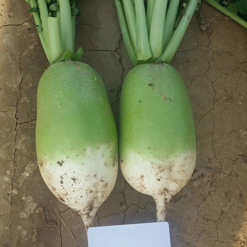 甜脆791青萝卜种子农田菜园阳台种植蔬菜甜脆水果萝卜种