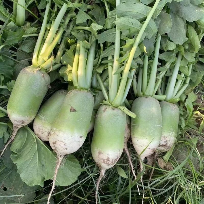 甜脆791青萝卜种子农田菜园阳台种植蔬菜甜脆水果萝卜种