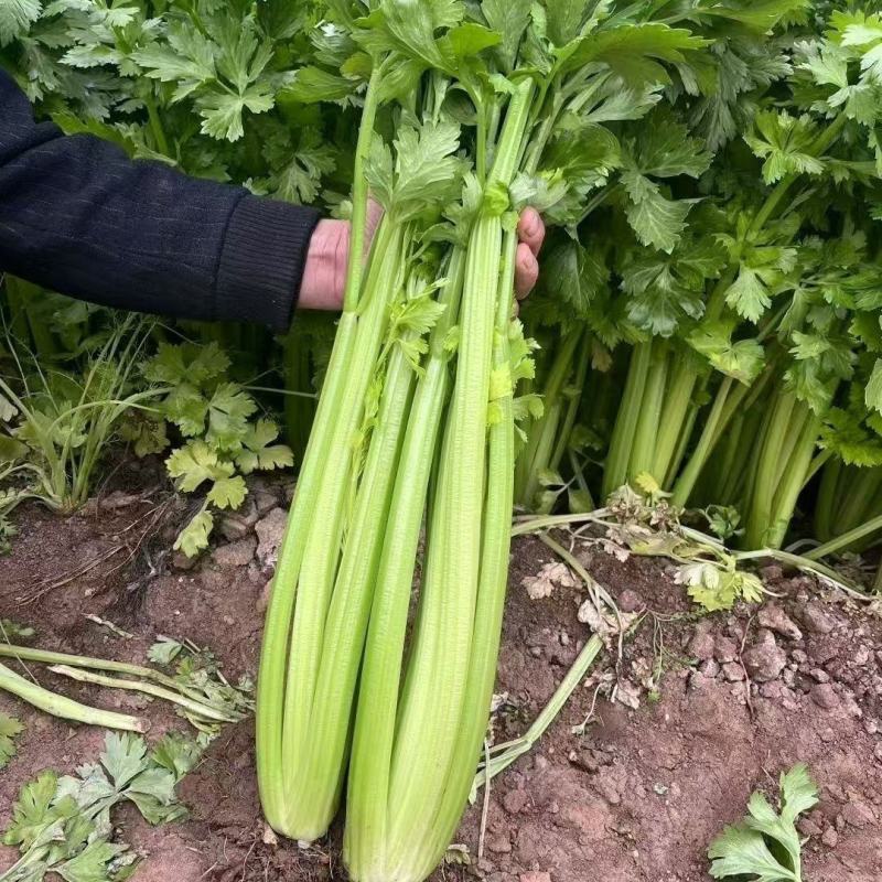 德美实心芹菜种子耐寒纤维少香味浓春季夏秋季大田播香芹菜种