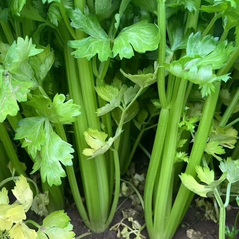 德美实心芹菜种子耐寒纤维少香味浓春季夏秋季大田播香芹菜种