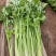 德美实心芹菜种子耐寒纤维少香味浓春季夏秋季大田播香芹菜种